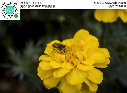 万寿菊和蜜蜂高清图片下载 红动网