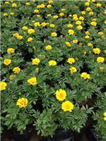 山东孔雀草种植批发青州向阳草花苗木基地供应-青州市向阳花卉苗木园艺场提供山东孔雀草种植批发青州向阳草花苗木基地供应的相关介绍、产品、服务、图片、价格羽衣甘蓝、卫矛、羽衣甘蓝、北海道黄杨、一串红、万寿菊、