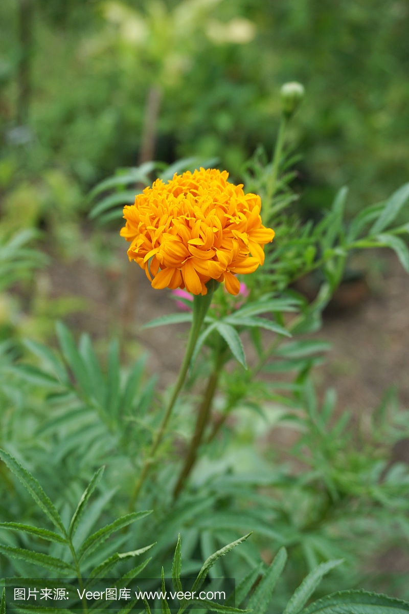 黄万寿菊花