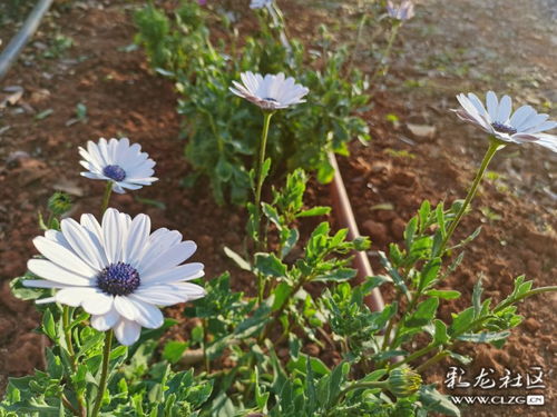 南非万寿菊