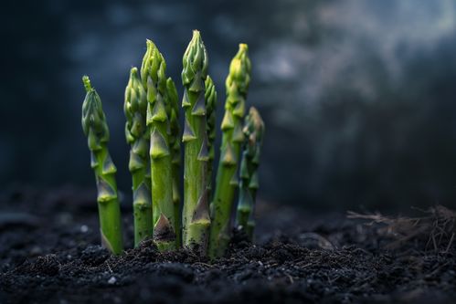 成熟食品新鲜蔬菜芦笋图片摄影图 广告素材 下载至来源处