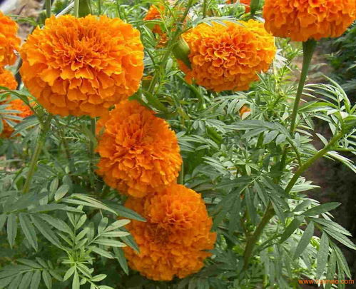 叶黄素10 万寿菊提取物 源头工厂 优质 植物提取物价格,产品报价
