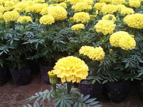 万寿菊金盏花报价 厂家