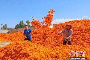 甘肃戈壁近万亩万寿菊丰收 置身 金色花海