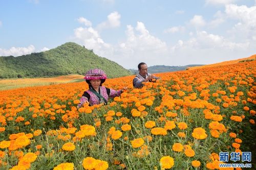 云南弥勒 万寿菊花海喜变丰收田
