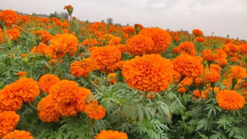 薛百镇河东村万寿菊种植基地采摘忙