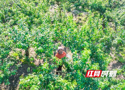 湖南道县 特色种植 助农增收 组图