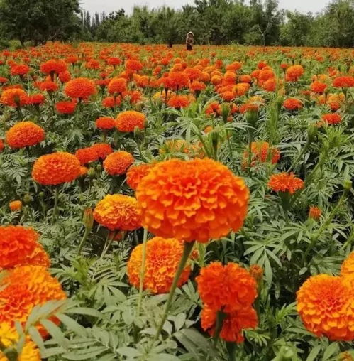 喀什人周末看花去 10万亩万寿菊 致富花 开橘艳艳