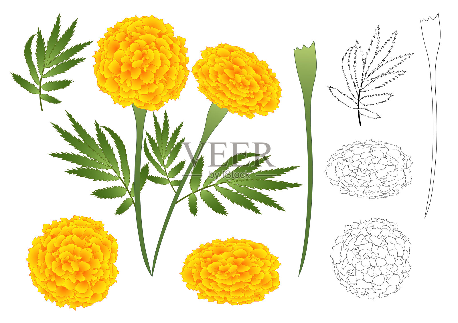 万寿菊鲜花大纲