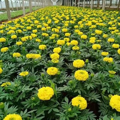 厂家直销万寿菊 国庆节日花卉 市政绿化工程万寿菊 量大从优
