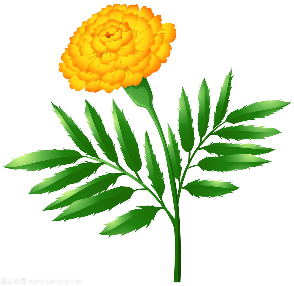万寿菊鲜花与绿叶