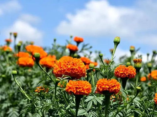 添美景增收入,昭阳区乐居镇仁和村 幸福花 开