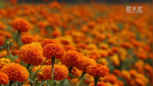 新疆莎车 10万亩万寿菊进入盛花期
