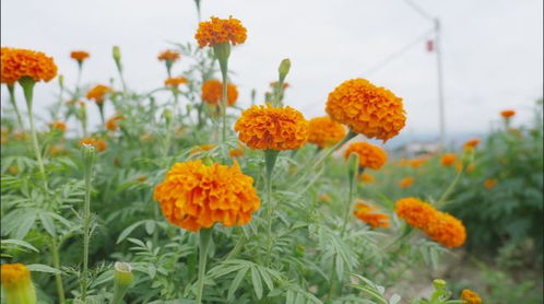 美好生活在云南 万绿丛中点点红 300亩万寿菊扮靓保山河图坝