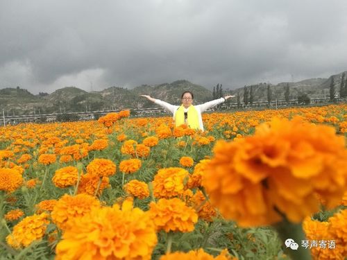 观子洲吴岔百亩万寿菊扶贫产业园
