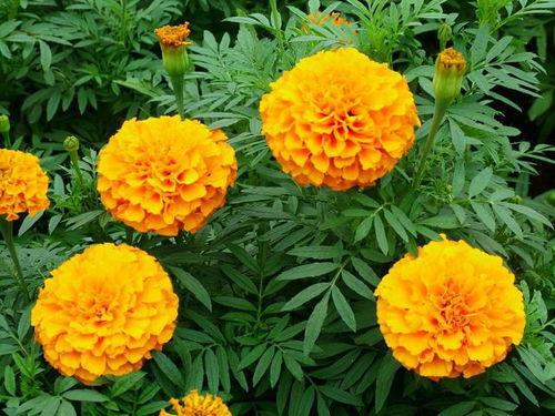 还在为万寿菊不开花而烦恼 高手只用一招,花卉开出脸盆大的鲜花