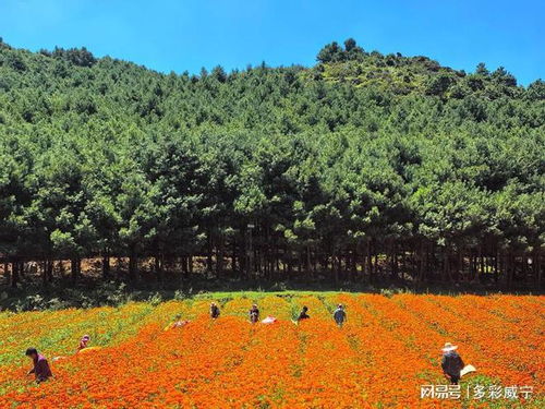 贵州威宁 双龙5000亩万寿菊迎来盛花期