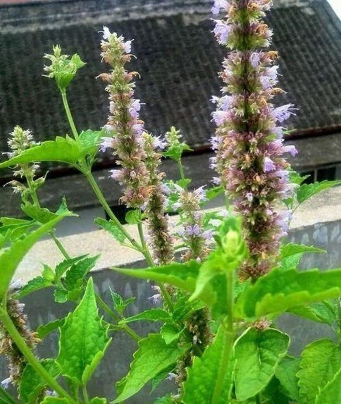 5种花蚊子 不喜欢 ,好看还好养,是天然蚊香,值得多养几盆 万寿菊