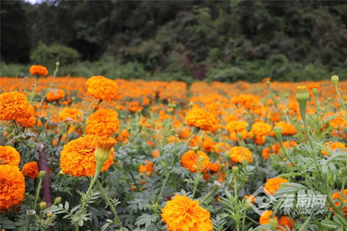 楚雄州高桥镇 万寿菊种植装点彝家新生活