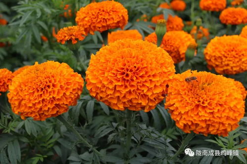 万寿菊迎丰收季是怎么回事,关于万寿菊迎丰收季开花吗的新消息 多特软件资讯