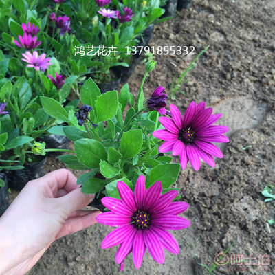 【多年生草花盆栽南非万寿菊山东草花基地大量批发南非万寿菊】 - 产品库 - 青州市鸿艺花卉苗木专业合作社
