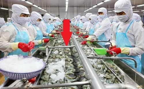 这种越南产品出口到100个国家,产量超过100万吨,收入超过34亿美元