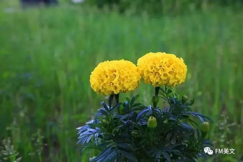 团花锦簇,万寿菊