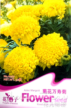 【长寿花种子】最新最全长寿花种子 产品参考信息
