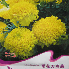 【明黄万寿菊种子】最新最全明黄万寿菊种子 产品参考信息