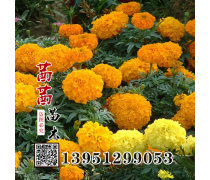 万寿菊种子产品库