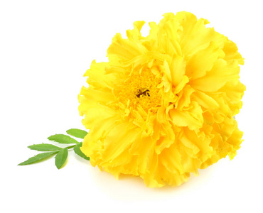 花束桔子花.