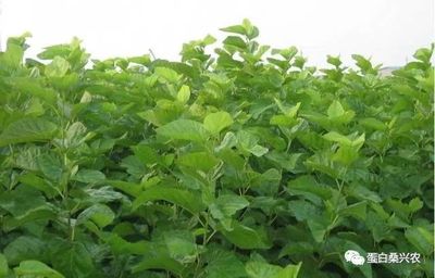 蛋白桑:果桑产业化发展探讨