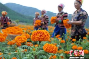 凉山德昌万亩万寿菊获丰收