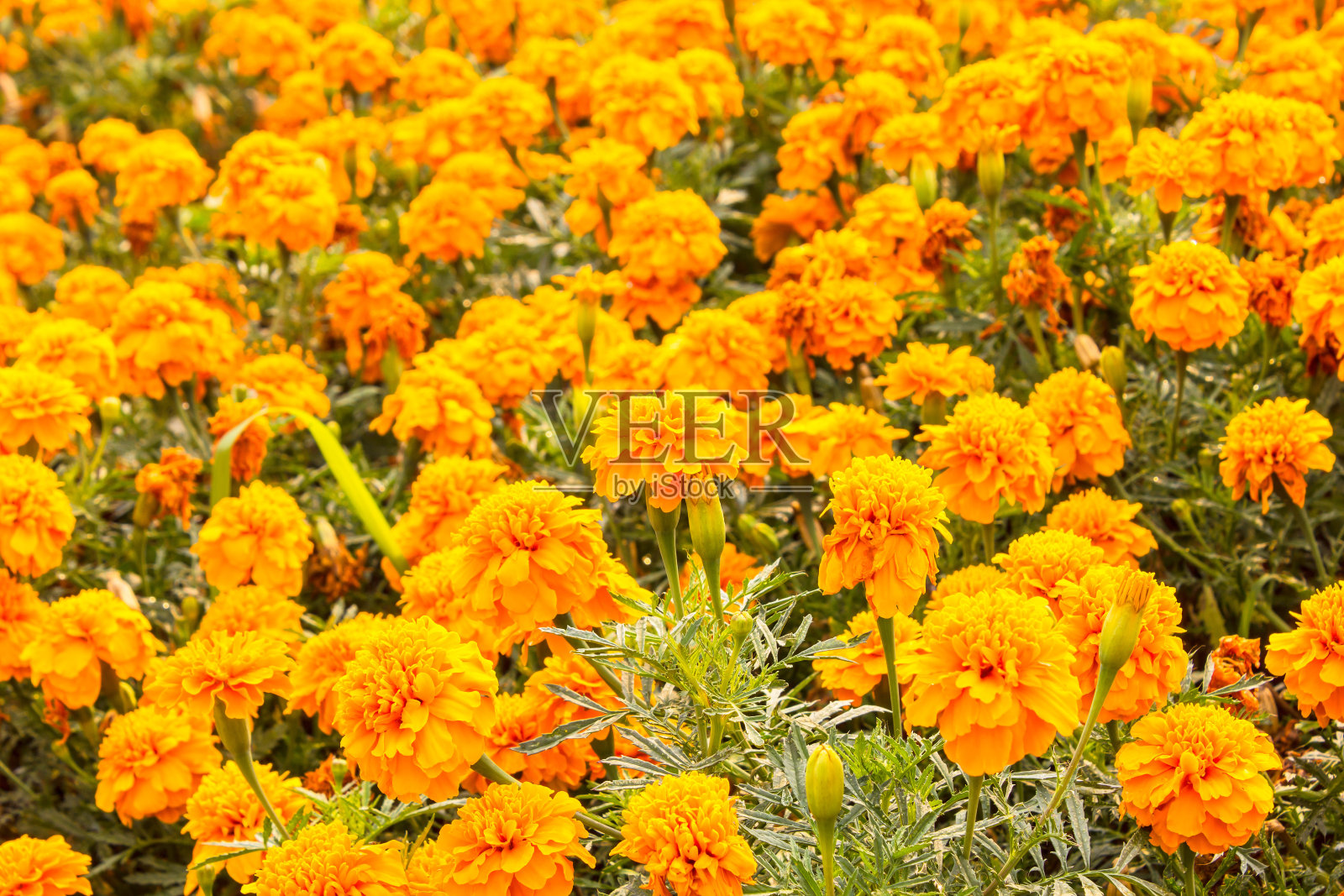 万寿菊(万寿菊、墨西哥万寿菊、阿兹特克万寿菊)照片摄影