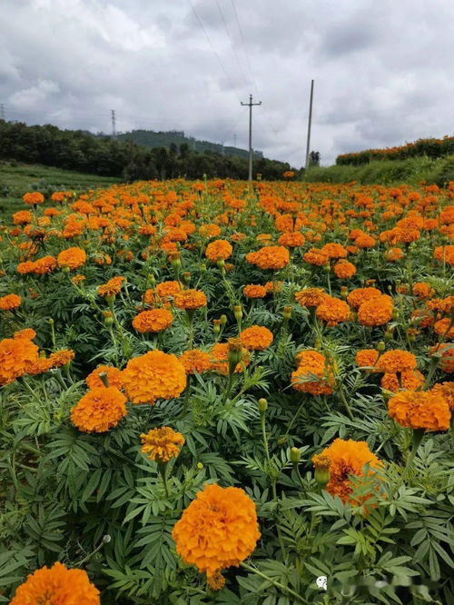 万寿菊种植效益初显 产业发展助民增收