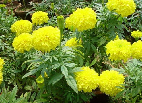 芳青花卉苗 图 万寿菊容器苗 万寿菊