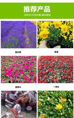 万寿菊 万寿菊花苗 万寿菊市场 拓鑫万寿菊