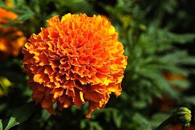 贺岁片:金光灿烂万寿菊_摄影综合论坛_太平洋电脑网产品论坛