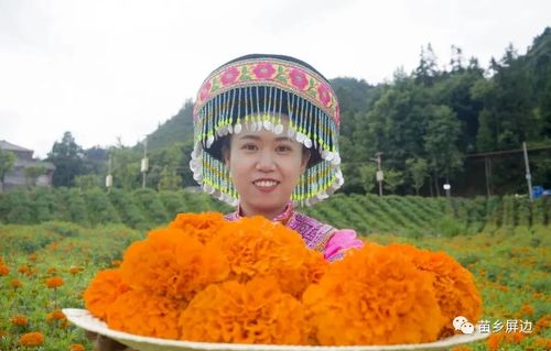 屏边 推进特色产业与民族团结 互进共融
