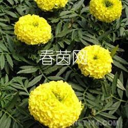 万寿菊批发 万寿菊供应 万寿菊厂家 