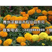 青州市子杨苗木农民专业合作社 - 企业库 - 准确全面的企业与产品信息门户