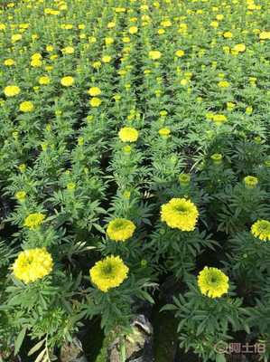 【草花万寿菊批发基地.供应万寿菊时令花草万寿菊批发.万寿菊价格.万寿菊花海】 - 产品库