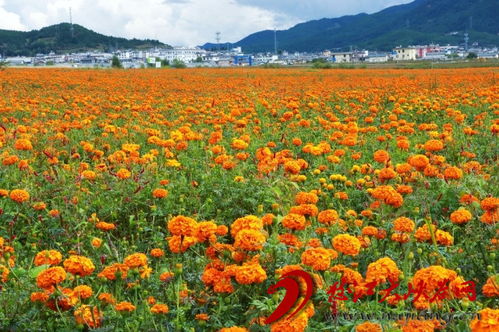 兰坪 万寿菊为乡村振兴献 花 添彩