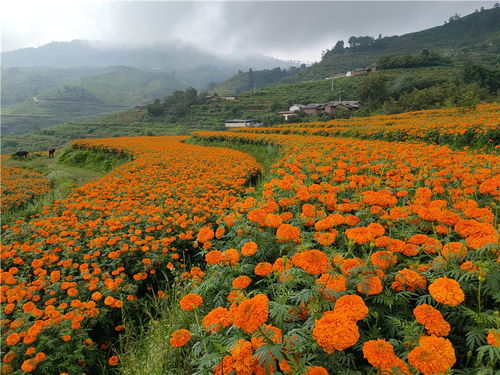 云南省丽江市华坪县万寿菊花开迎采摘