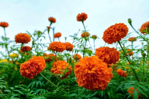 约吗 万寿菊花开成海 攀枝花新晋赏花地等你来打卡