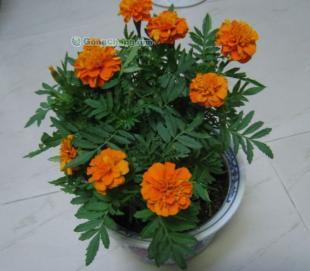 供应孔雀草、彩叶草、万寿菊、矮牵牛等时令草花_农副产品_世界工厂网中国产品信息库
