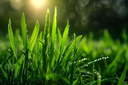 食品新鲜蔬菜芦笋图片摄影图 广告素材 下载至来源处