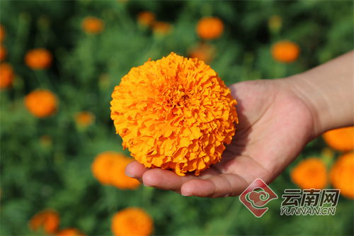 花开幸福来 云南罗平万寿菊进入采摘期