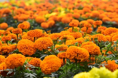 万寿菊花朵开放图片