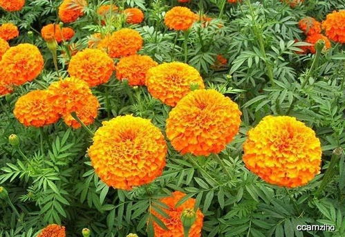 喜欢菊花 那就养盆 万寿菊 ,漂亮好养,花开90天,寓意好